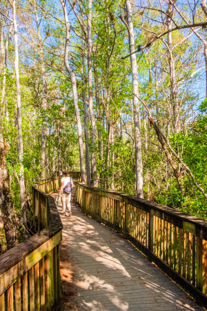 istock Florida (US) - Big Cypress National Preserve 1181156568