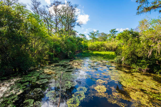 istock Florida (US) - Big Cypress National Preserve 1181156621
