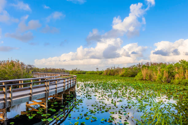 istock Everglades National Park - Florida (US) 1181156744