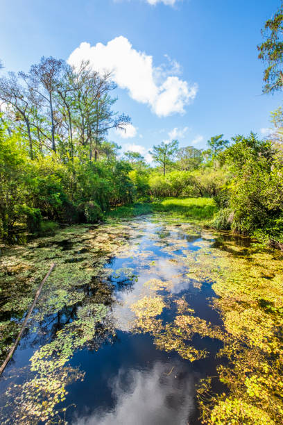 флорида (сша) - национальный заповедник большой кипарис - big cypress swamp national preserve стоковые фото и изображения