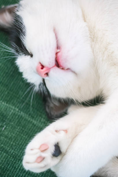 istock Closeup of a sleeping black and white cat 1181156935