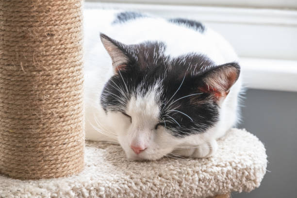 A black and white cat sleeping on a cat tree