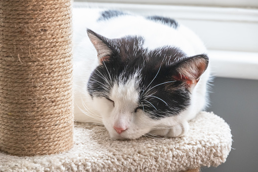 Closeup of a black and white cat sleeping on a cat tree