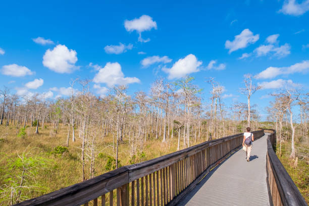 флорида (сша) - национальный заповедник биг-сайпресс - big cypress swamp national preserve стоковые фото и изображения