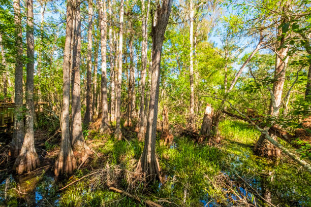 フロリダ州 (米国) - ビッグサイプレス国立保護区 - big cypress swamp ストックフォトと画像