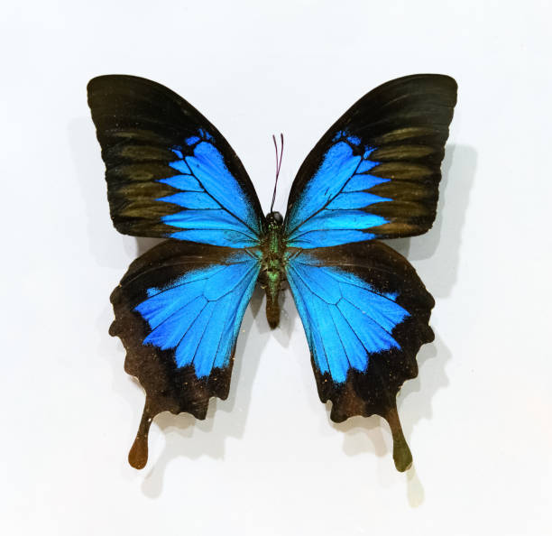 beautiful blue and black colors butterfly specimen beautiful blue and black colors butterfly specimen specimen holder stock pictures, royalty-free photos & images