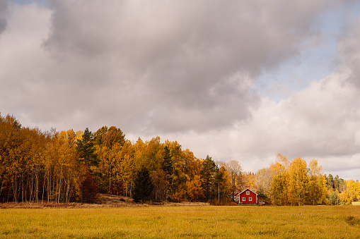 Small red cottage in autumn woods\nPhoto of rural house in scandinavia sweden