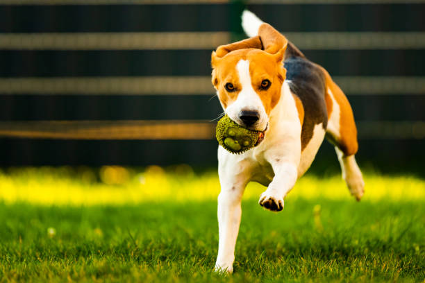 istock Beagle dog jumping and running with a toy towards the camera 1181160331