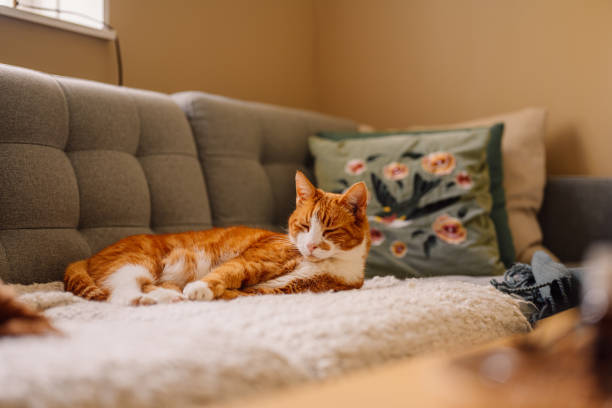 gray cat lying on an orange sofa in the artist's creative studio