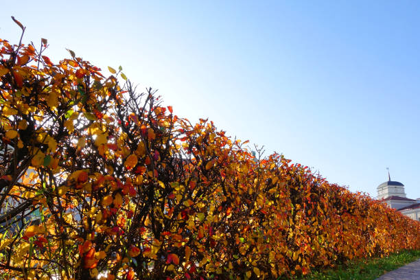 ブナの木の生け垣、乾燥茶色の紅葉 - autumn blue botany clear sky ストックフォトと画像