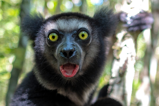 Beautiful image of the Indri lemur - Indri Indri.