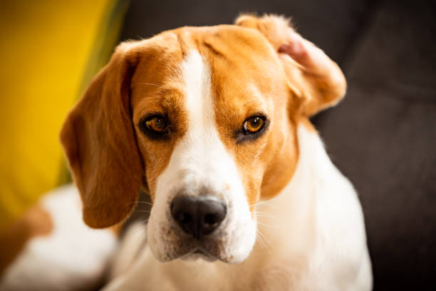 istock Beagle dog with one ear flipped up on sofa indoors 1181160788