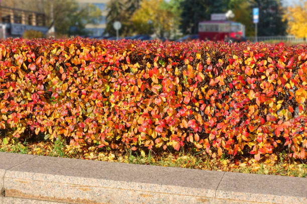 Beech tree hedge, dried brown autumn leaves