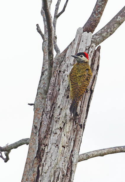 istock Spot-breasted Woodpecker 1181161016