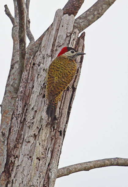 istock Spot-breasted Woodpecker 1181161032