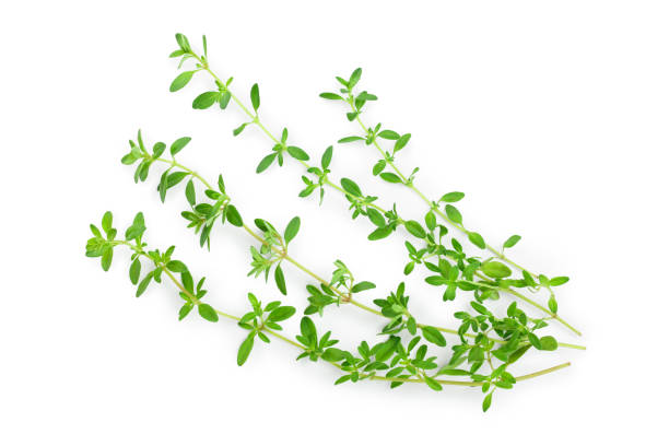 istock Fresh thyme spice isolated on white background, Top view. Flat lay. 1181161141