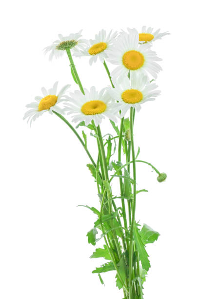 istock one chamomile or daisies with leaves isolated on white background 1181161147