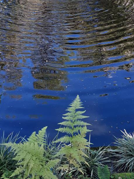 istock Ripples on the lake with fern trees 1181162112