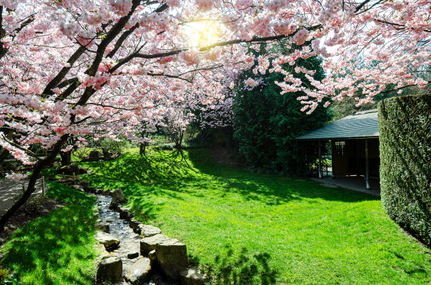 istock cherry blossom tree in front of a green meadow in springtime 1181162159