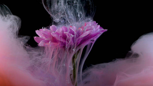 istock Flower under water and spray pink, color explosion concept, bright idea 1181162244
