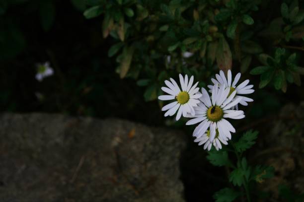 istock Flowers are always beautiful. 1181162306