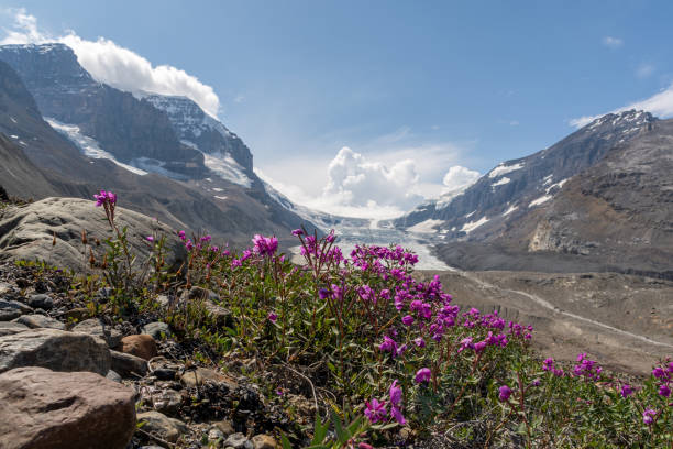 Arctic pasture flower in front of the Russels glacier in Greenland.