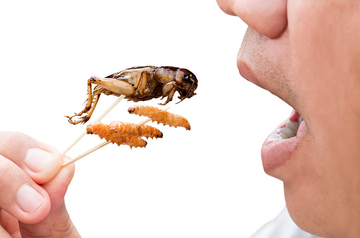 Food Insects: Man eating Bamboo Worms and Crickets insect deep-fried crispy for eat as food snack, it is good source of protein edible and delicious for future food. Entomophagy concept.