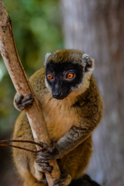 Madagascar lemur whose name is brown lemur or wild lemur or brown maki.