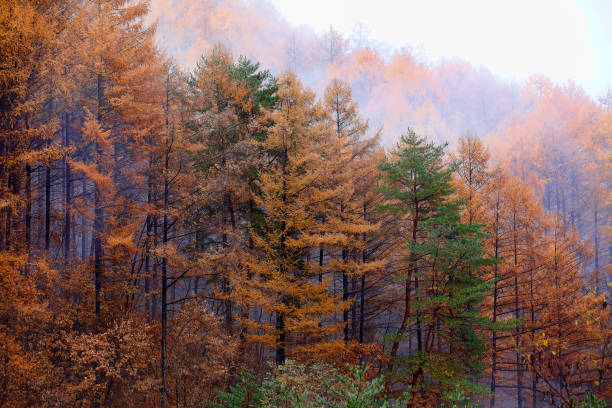 Autumn landscape Autumn scenery, larch larix kaempferi stock pictures, royalty-free photos & images