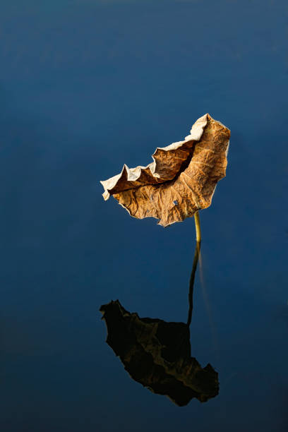 Dry Lotus Leaf