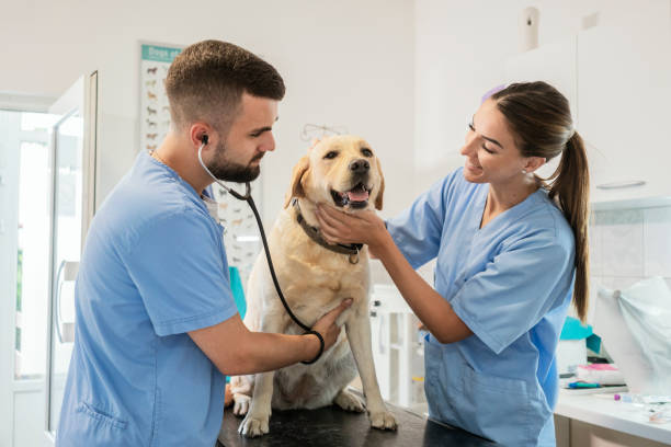 istock Veterinarian life 1181168112
