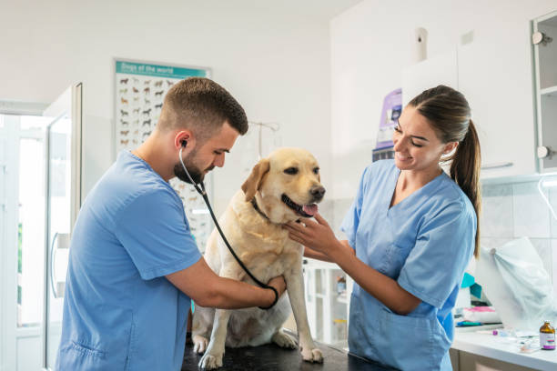 istock Veterinarian life 1181168115