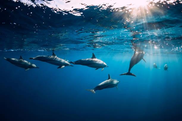 istock Spinner dolphins underwater in blue ocean. Dolphins family 1181168188