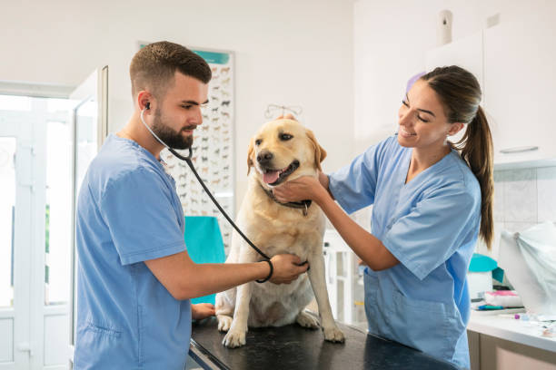 istock Veterinarian life 1181168221