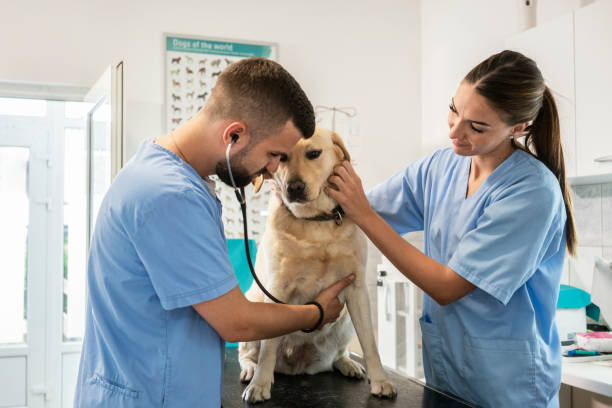 istock Veterinarian life 1181168455