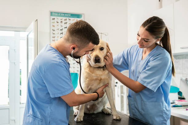 istock Veterinarian life 1181169086