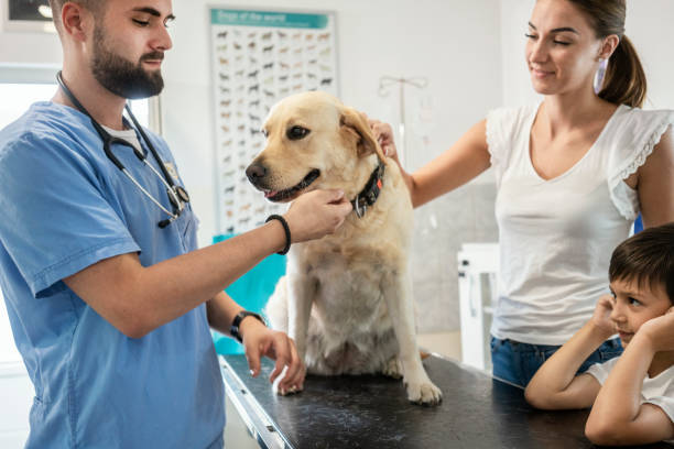 istock Veterinarian life 1181169156