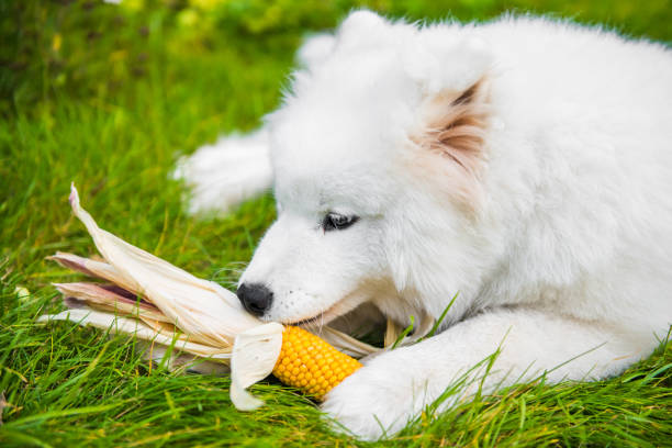 White Samoyed dog is eating his corn stock photo