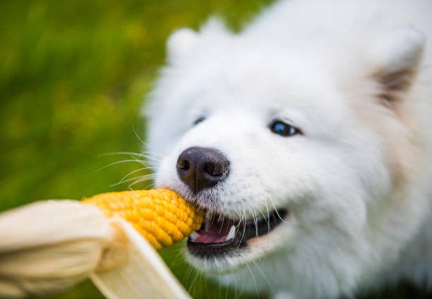 White Samoyed dog is eating his corn stock photo