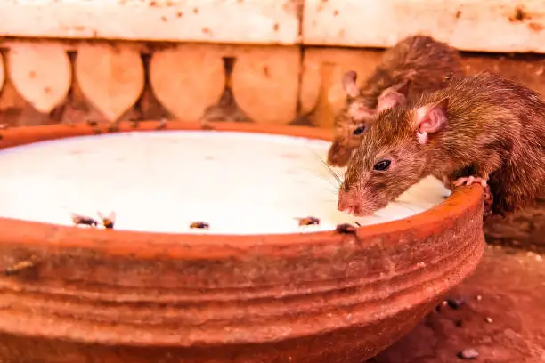 Photo of Rats drink milk in famous Karni Mata temple, Deshnok