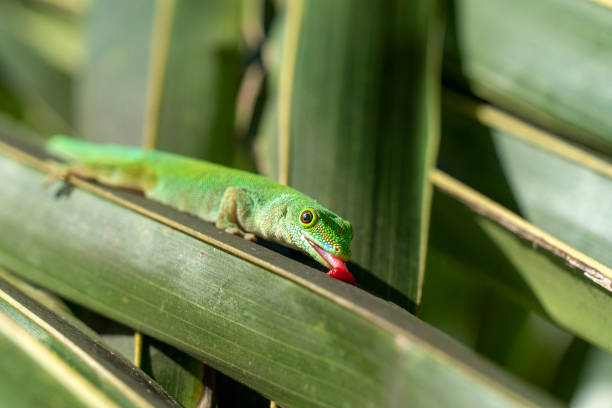 istock gold dust gecko licking a leaf 1181170906