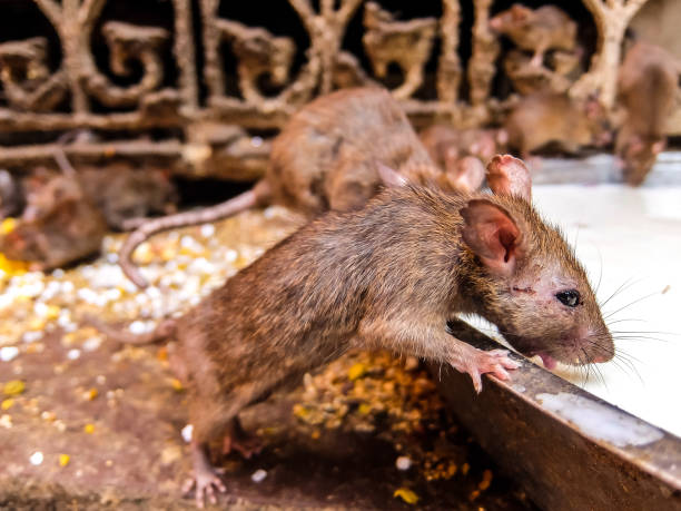 istock Rats drink milk in famous Karni Mata temple, Deshnok 1181170909
