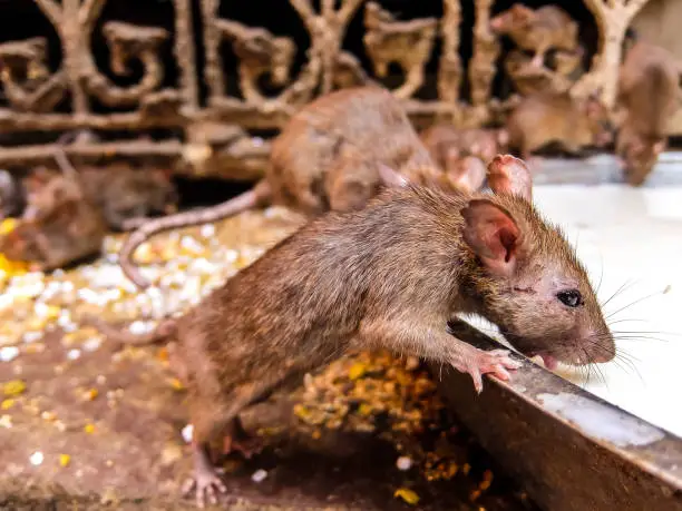 Photo of Rats drink milk in famous Karni Mata temple, Deshnok
