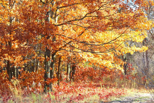 istock beautiful scene with birches in yellow autumn birch forest 1181171855