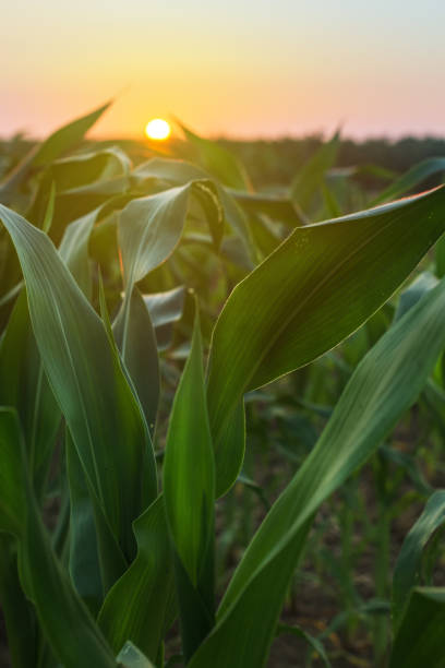 istock Cultivated sorghum field in sunset 1181171865