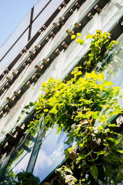 istock Modern window green facade in the city 1181172144