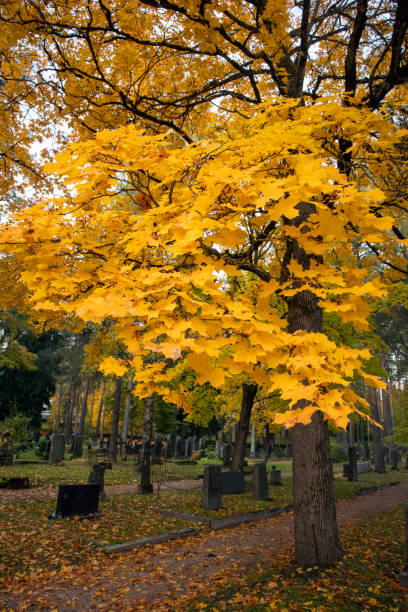 istock Cemetery in autumn 1181172410
