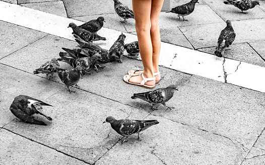 An unrecognizable young woman's legs in San Marco Square Venice with pigeons around her feet.