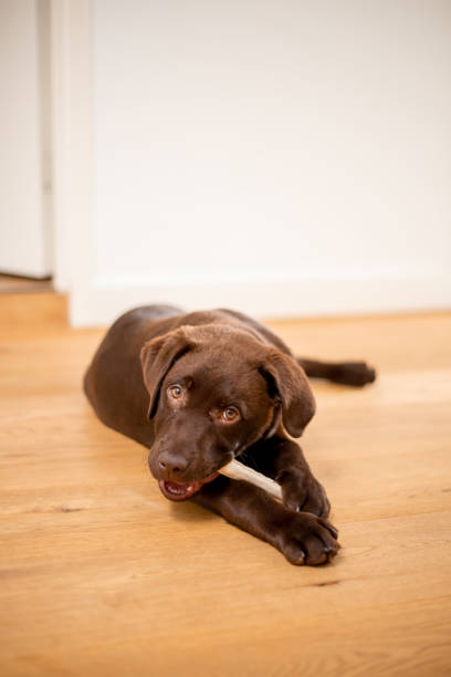 istock Chocolate labrador puppy lying and chewing a dog bone 1181173320