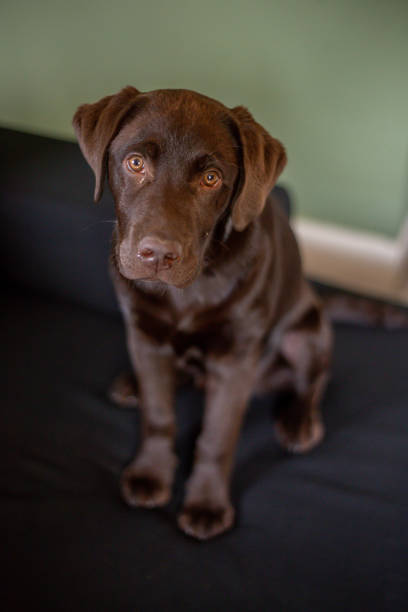 istock Chocolate labrador puppy staring at camera 1181173347